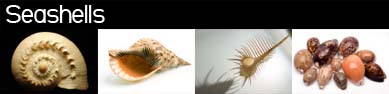 lightbox_seashells